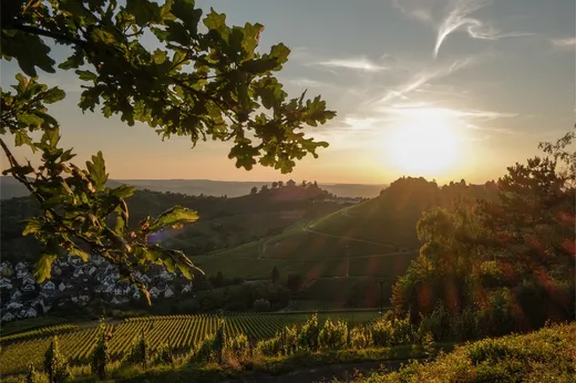 Sonnenuntergang über sanften Weinbergen, unter denen sich ein Dorf schmiegt, grüne Hügel, die sich bis in die Ferne erstrecken, und Baumzweige, die die Szene im Vordergrund einrahmen.
