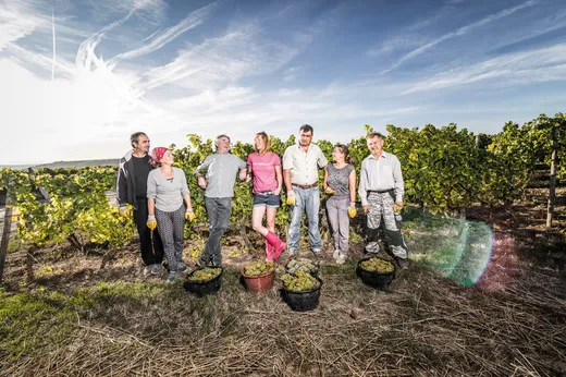 Eine Gruppe von sieben Personen steht lächelnd in einem Weinberg, vor sich Eimer mit frisch geernteten Trauben, unter einem strahlend blauen Himmel mit vereinzelten Wolken.