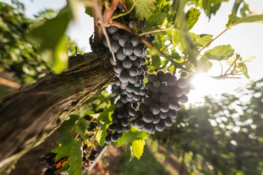 Eine Nahaufnahme von dunkelvioletten Weintrauben, die an einer Rebe in einem Weinberg hängen, während im Hintergrund Sonnenlicht durch grüne Blätter scheint.