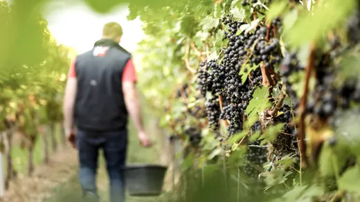Eine Person mit einem Eimer geht durch einen Weinberg, im Vordergrund hängen reife, dunkle Trauben an den Reben. Das Bild ist sanft ausgeleuchtet und teilweise unscharf, was eine warme, ruhige Atmosphäre schafft.