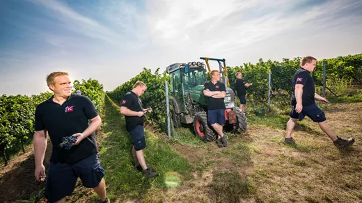 Fünf Männer in einheitlichen schwarzen Hemden und Shorts arbeiten in einem sonnigen Weinberg: Sie gehen umher, begutachten die Trauben und fahren mit einem Traktor zwischen den Rebzeilen hindurch – unter einem blauen Himmel mit vereinzelten Wolken.
