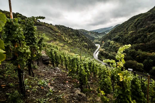 Reihen von Weinreben an einem grünen Hang blicken auf eine kurvenreiche Straße hinab, die unter einem bewölkten Himmel durch ein üppiges, bewaldetes Tal führt.