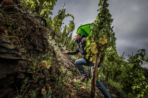 Eine Person steigt einen steilen Weinberghang hinauf, einen grünen Korb auf dem Rücken tragend, umgeben von Reihen von Weinreben unter einem bewölkten Himmel.